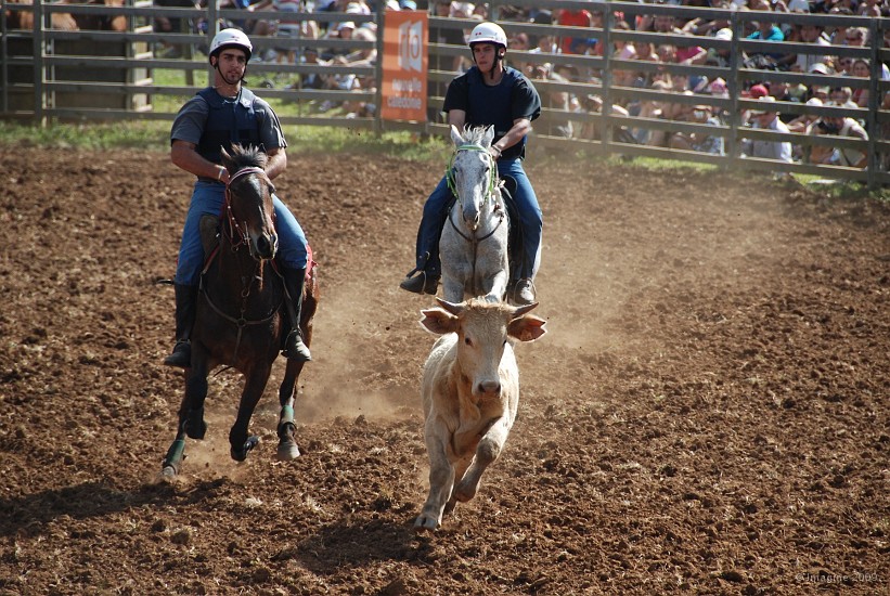 30- Bull-dogging, course de taurillon.JPG